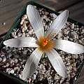 Crocus veluchensis albus, John Lonsdale Crocus veluchensis albus, John Lonsdale