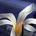 Crocus veluchensis albus, John Lonsdale Crocus veluchensis albus, John Lonsdale