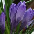 Crocus vernus 'Grand Maitre', David Pilling Crocus vernus 'Grand Maitre', David Pilling