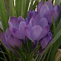 Crocus vernus 'Grand Maitre', David Pilling Crocus vernus 'Grand Maitre', David Pilling