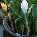 Crocus vernus 'Jeanne d'Arc', David Pilling Crocus vernus 'Jeanne d'Arc', David Pilling