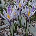 Crocus vernus ssp. albiflorus bicolored, Jane McGary Crocus vernus ssp. albiflorus bicolored, Jane McGary