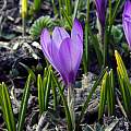 Crocus vernus ssp. albiflorus, Tony Goode Crocus vernus ssp. albiflorus, Tony Goode