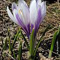 Crocus vernus ssp. albiflorus, Tony Goode Crocus vernus ssp. albiflorus, Tony Goode