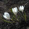 Crocus vernus ssp. albiflorus, Tony Goode Crocus vernus ssp. albiflorus, Tony Goode