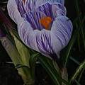 Crocus vernus 'Pickwick', David Pilling Crocus vernus 'Pickwick', David Pilling