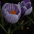 Crocus vernus 'Pickwick', David Pilling Crocus vernus 'Pickwick', David Pilling