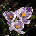 Crocus vernus 'Pickwick', David Pilling [Shift+click to enlarge, Click to go to wiki entry]