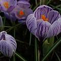 Crocus vernus 'Pickwick', David Pilling Crocus vernus 'Pickwick', David Pilling