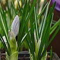 Crocus vernus 'Pickwick', David Pilling Crocus vernus 'Pickwick', David Pilling