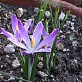 Crocus vernus ssp.vernus seedling, Jane McGary Crocus vernus ssp.vernus seedling, Jane McGary