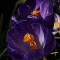 Crocus vernus 'Flower Record', David Pilling