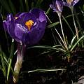 Crocus vernus 'Flower Record', David Pilling Crocus vernus 'Flower Record', David Pilling