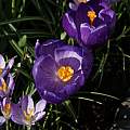 Crocus vernus 'Flower Record', David Pilling Crocus vernus 'Flower Record', David Pilling