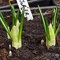 Crocus vernus 'Flower Record', David Pilling Crocus vernus 'Flower Record', David Pilling