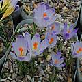 Crocus heuffelianus, Tony Goode [Shift+click to enlarge, Click to go to wiki entry]