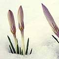 Crocus versicolor, Paige Woodward Crocus versicolor, Paige Woodward