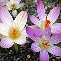 Crocus versicolor, Paige Woodward Crocus versicolor, Paige Woodward