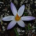 Crocus versicolor, Mary Sue Ittner [Shift+click to enlarge, Click to go to wiki entry]