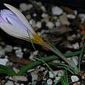 Crocus versicolor, Mary Sue Ittner Crocus versicolor, Mary Sue Ittner
