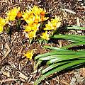Crocus vitellinus, Mark McDonough Crocus vitellinus, Mark McDonough