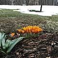 Crocus vitellinus, Mark McDonough Crocus vitellinus, Mark McDonough
