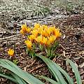Crocus vitellinus, Mark McDonough Crocus vitellinus, Mark McDonough