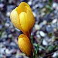 Crocus vitellinus, Paige Woodward Crocus vitellinus, Paige Woodward