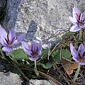 Crocus wattiorum, Jane McGary [Shift+click to enlarge, Click to go to wiki entry]