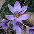 Crocus wattiorum, Jane McGary [Shift+click to enlarge, Click to go to wiki entry]
