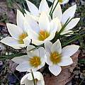 Crocus × jessoppiae, Paige Woodward Crocus × jessoppiae, Paige Woodward