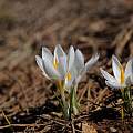 Crocus yakarianus, Hasan Yildirim [Shift+click to enlarge, Click to go to wiki entry]