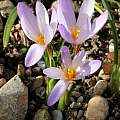 Crocus yalovensis, Martin Bohnet [Shift+click to enlarge, Click to go to wiki entry]