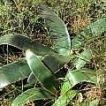 Crossyne flava leaves, Nieuwoudtville, Mary Sue Ittner