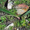 Crossyne guttata leaves, Tulbagh, Mary Sue Ittner