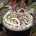 The roots are growing in a terrestrial orchid mix made mainly of pumice, charcoal, and fine redwood bark, by John Ingram