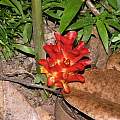 Curcuma rubrobracteata flower, Alani Davis