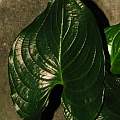 Cyanastrum cordifolium, Dylan Hannon