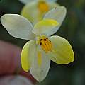 Cyanella alba, yellow form, Biedouw Valley, Bob Rutemoeller