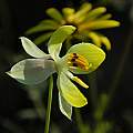Cyanella alba, yellow form, Biedouw Valley, Mary Sue Ittner
