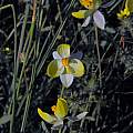 Cyanella alba, yellow form, Biedouw Valley, Mary Sue Ittner