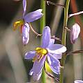 Cyanella hyacinthoides, Nhu Nguyen
