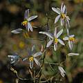 Cyanella hyacinthoides, Mary Sue Ittner