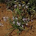 Cyanella hyacinthoides, Bob Rutemoeller