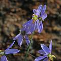 Cyanella hyacinthoides, Mary Sue Ittner [Shift+click to enlarge, Click to go to wiki entry]