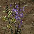 Cyanella hyacinthoides, Albuca sp., Mary Sue Ittner