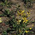 Cyanella lutea photographed near Calvinia, Mary Sue Ittner