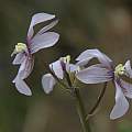 Cyanella orchidiformis, Clanwilliam, Bob Rutemoeller