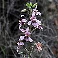 Cyanella orchidiformis, Namaqualand, Mary Sue Ittner