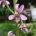 Cyanella orchidiformis, M. Gastil-Buhl